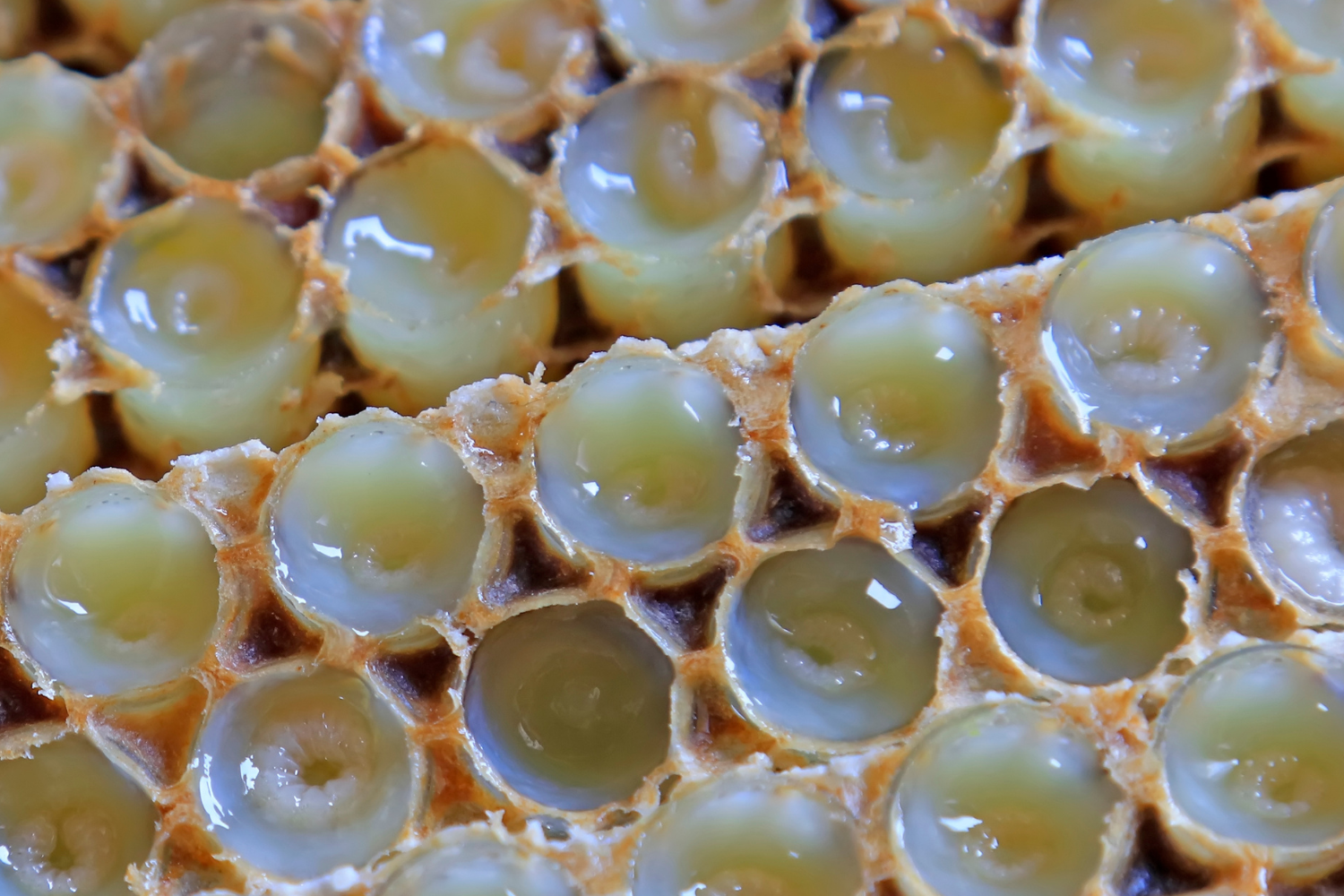 Royal Jelly: A Superfood for Longevity – Enviromedica