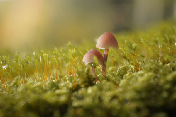 AFU vs CFU in Probiotics: What’s the Difference?