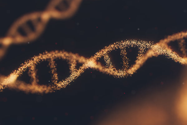 The Ancestral Health, Functional Medicine Connection