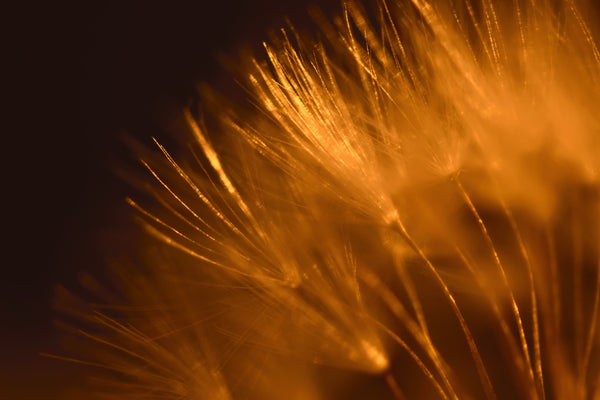 Scientific rendering of bacteriophages