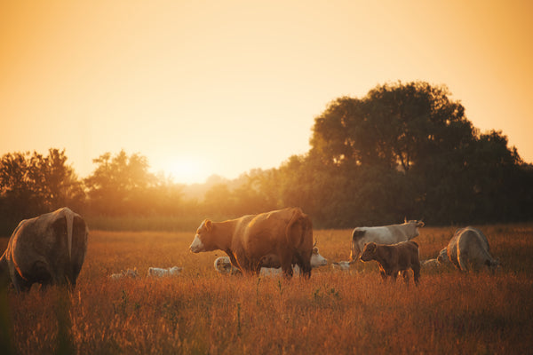 Overhead view of a herd of cattle