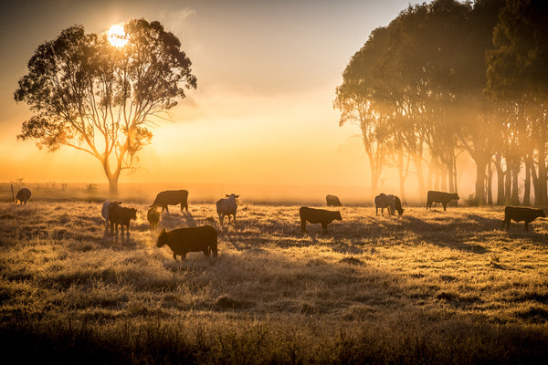Cut pieces of bone marrow on a cutting board with knife and spice bowl