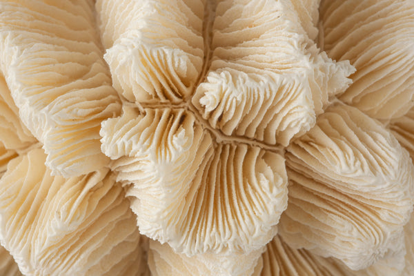 Scientific rendering of microscopic cartilage