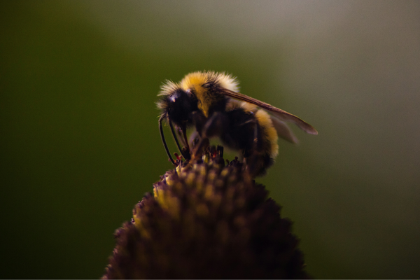 Functional Honey: Nature's Synbiotic for Gut and Whole-Body Health