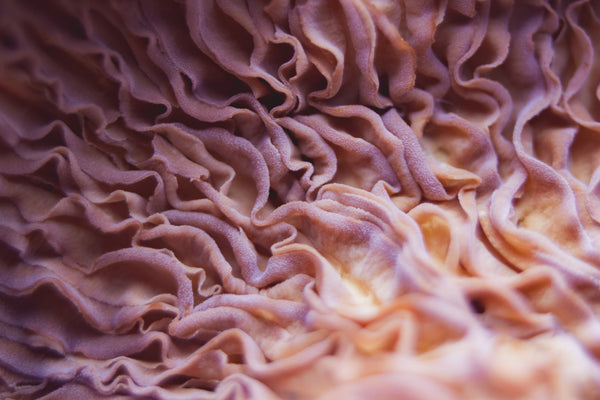 Close-up textural image of tissue