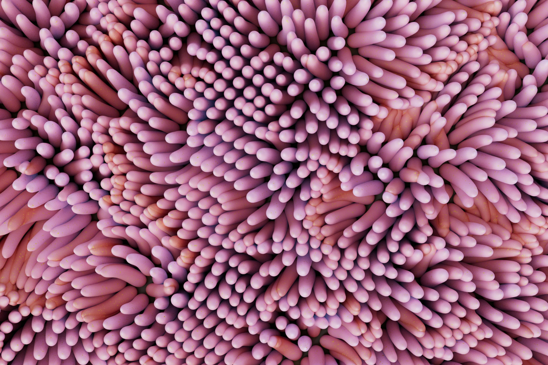 Your gut is a filtration system: How the gut barrier protects your health