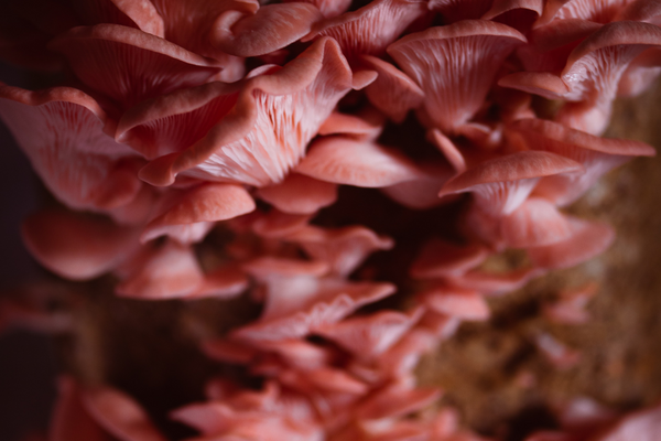 Rewild Your Gut-Immune Axis - How Ancestral Microbes Boost Immunity