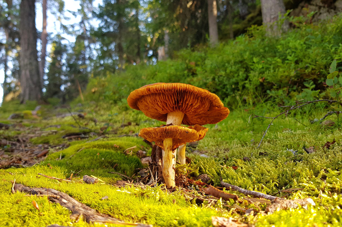 Reishi Mushrooms