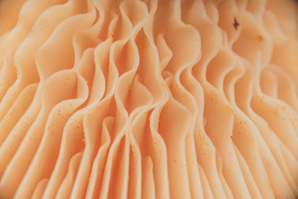 closeup of pink flowers