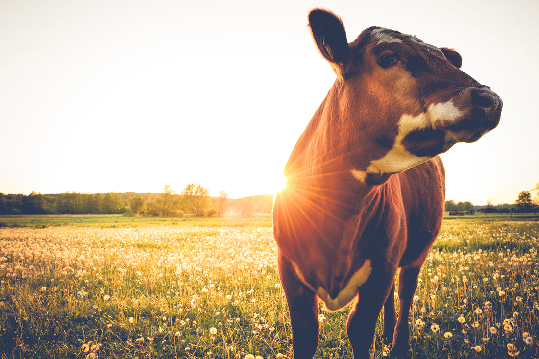 Cows bending down to eat grass