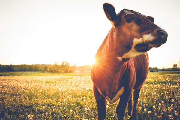 Cows bending down to eat grass