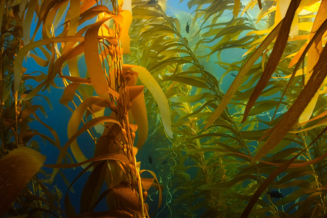 Underwater image of seaweed