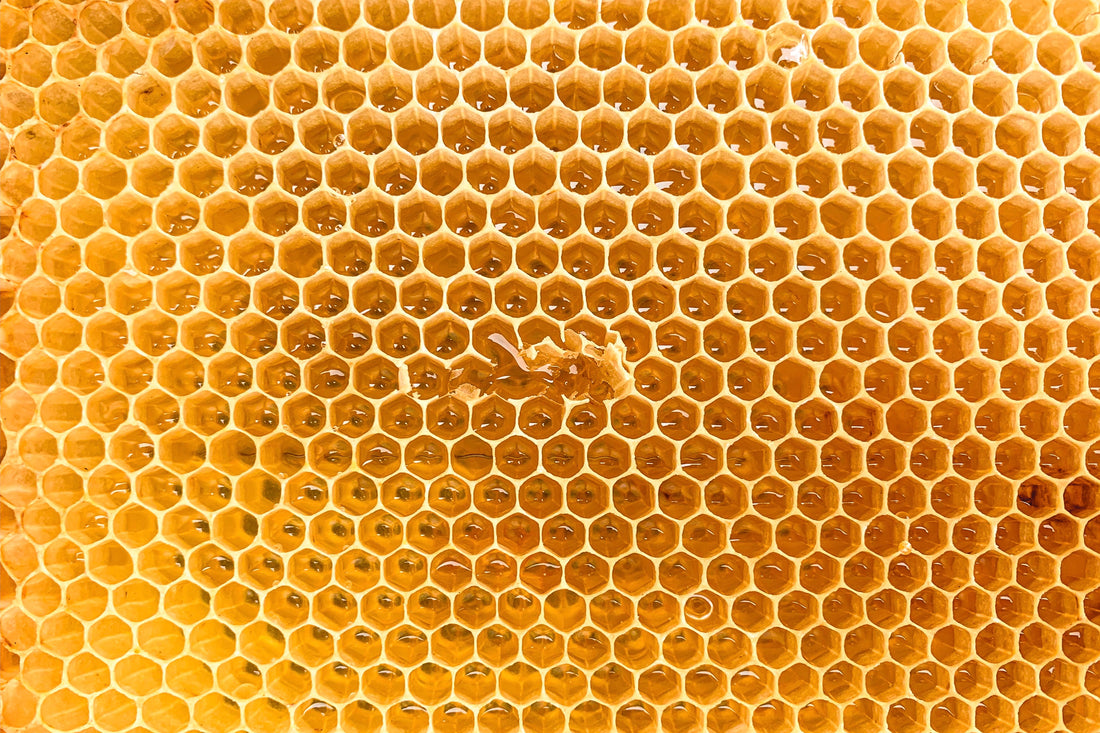 Bee honey comb covered in honey