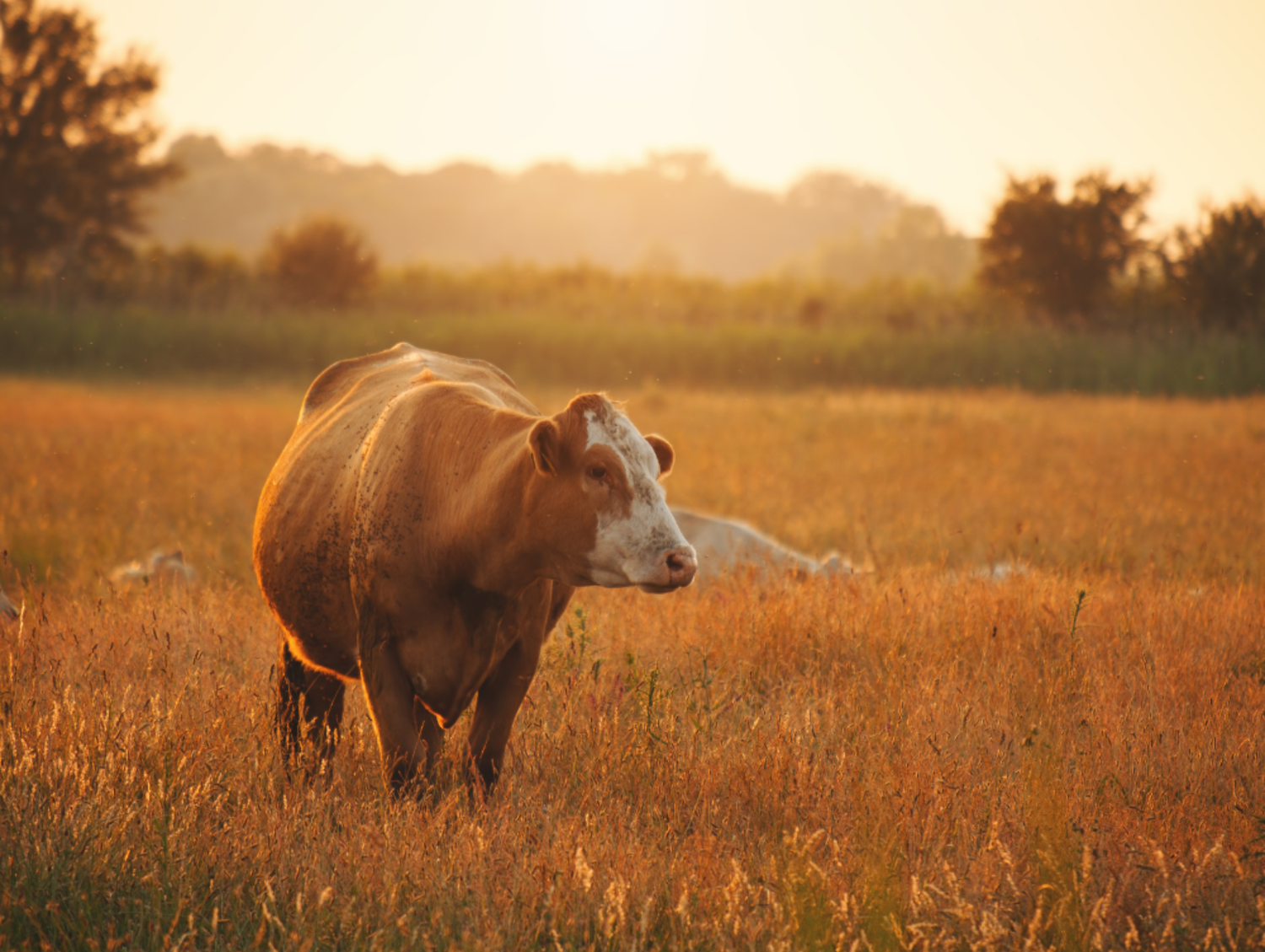 Pasture-Raised New Zealand Bovine