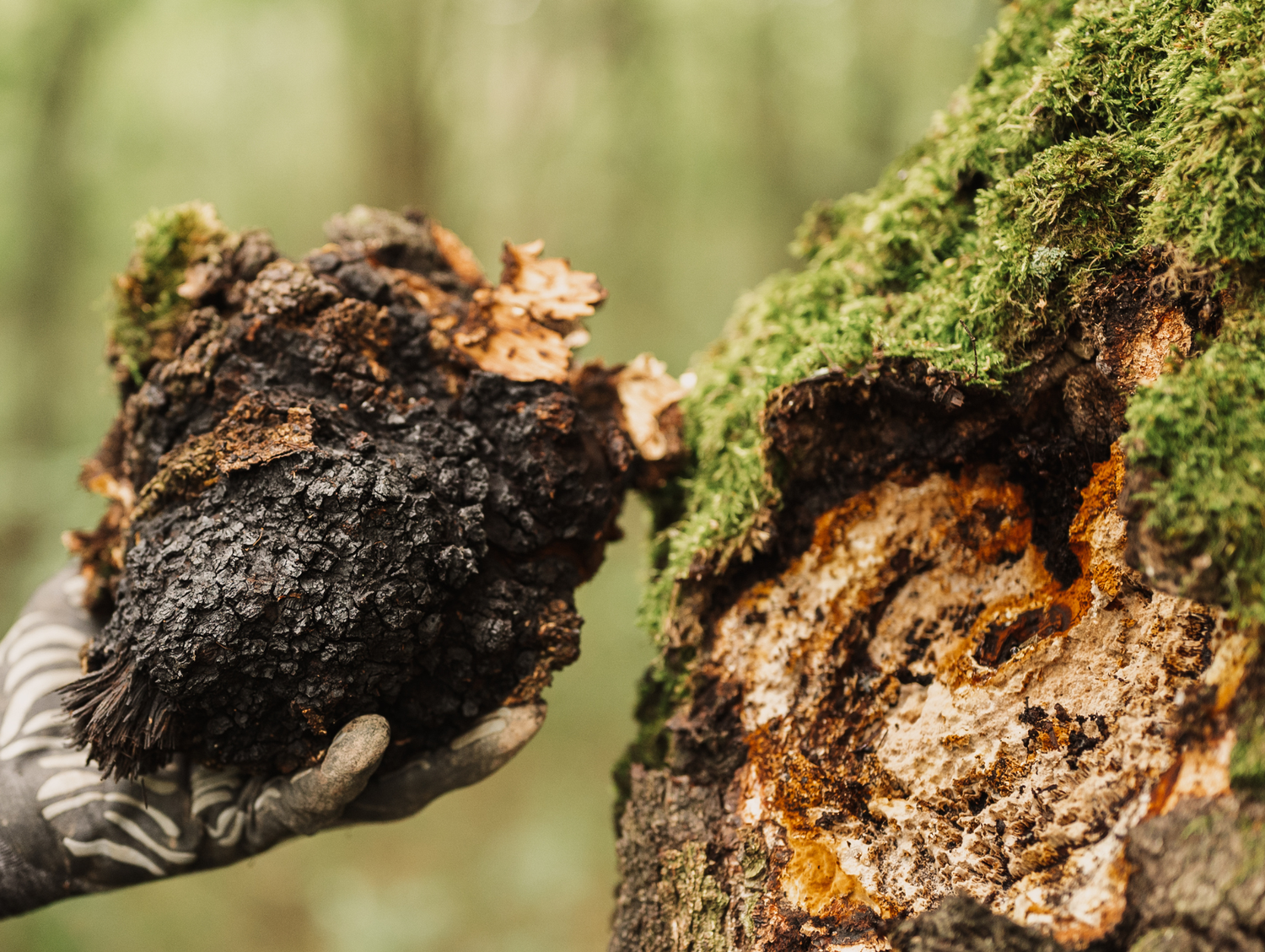 Nordic Chaga Mushroom